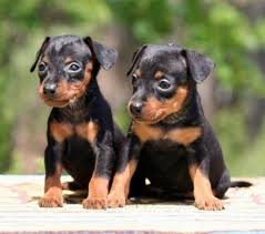 Considerazioni generali prima di tutto dobbiamo considerare che il cane è un animale onnivoro: Pinscher Nano Alimentazione Cani Taglia Mini