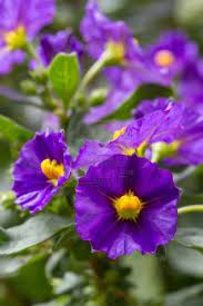 Purple Flowers Of Lycianthes Rantonnetii Blue Potato Bush Closeup Blue Potatoes Purple Flowers Flowers