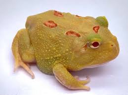 Albino pacman frog or ceratophrys is a genus of frogs in the family ceratophryidae also known as south american horned frogs. Ceratophrys Cranwelli Four Spot Patternless Albino Aquafood
