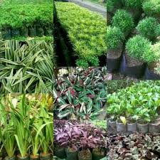 Tanaman sinyo nakal merupakan tanaman yang masuk ke dalam jenis tanaman perdu hias. Paket 44 Tanaman Hias Minimalis Tanaman 9 Jenis Shopee Indonesia