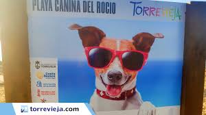 Curiosidades y datos muy interesantes sobre los perros que tanto amamos contacto: Playa Para Perros En Torrevieja Y Orihuela Costa
