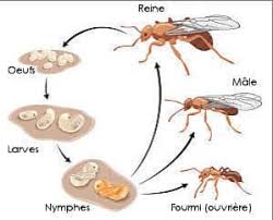 Dans le monde des aliments naturels incroyables, l'ail est parmi les meilleurs. Fourmis Dexter Extermination