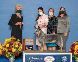 After Thanksgiving Cheer Ri Pets As Compete In The National Dog Show