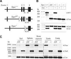 The effects of corticosteroids were also evaluated on many nonendocrine and nonlymphoid. Peripheral Benzodiazepine Receptor Translocator Protein Global Knock Out Mice Are Viable With No Effects On Steroid Hormone Biosynthesis Journal Of Biological Chemistry