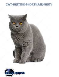 القط البريطاني British Short Hair Cat Cats Short Hair Cats Types Of Cats