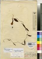 Image result for Ipomoea barteri