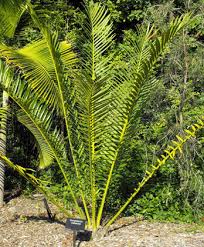 Image result for Encephalartos gratus