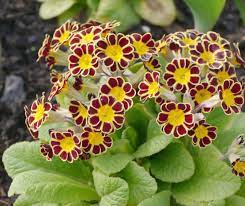 17 Different Types Of Primrose Plants Garden Lovers Club Primrose Plant Primrose Flower Primrose