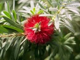 Image result for Criscianthus