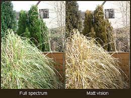 What is it like to be color blind. How A Colour Blind Person Sees The World Matt Wilcox Net