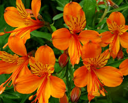 We did not find results for: Shoreline Area News Orange Flowers Perform In The Garden