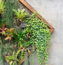 Professionelle modelle verfügen über ein ausgeklügeltes bewässerungssystem, sind aber leider recht teuer und verbrauchen viel wasser. Vertikalen Garten Selbst Bauen Zuhause Bei Sam
