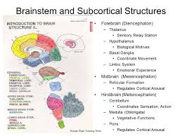 Image result for Cerebral Subcortex