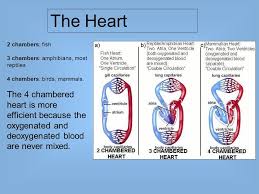 A rudimentary valve is located between the two ch… The Circulatory System Also Called Cardiovascular System Consists Of The Heart The Blood Vessels And The Blood Ppt Download