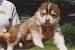Full Grown Red Alaskan Malamute