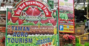 Brinchang 31900 cameron highland, pahang малайзия. Entree Kibbles Big Red Strawberry Farm Cameron Highlands