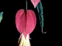 Image result for Dissotis peregrina