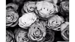 Black And White Rose Wallpaper Black And White Roses Wallpaper 4k Jpg 3840 2160 Facebook Cover Photos Flowers Facebook Cover Images Black And White Roses