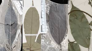 Image result for Englerodendron mengei