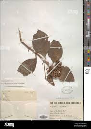 Image result for Nuxia congesta