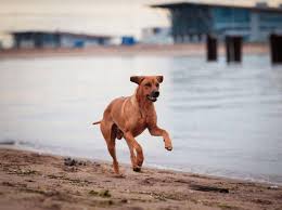 Mit einem gewicht von bis zu 36 kilo zählen sie auf jeden fall zu den größeren hunden. Rhodesian Ridgeback Alle Infos Und Tipps Zur Rasse