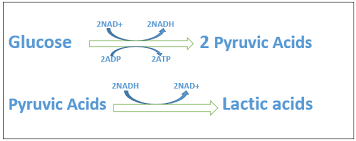 The reactant are oxygen and carbohydrate (glucose). Lactic Acid Fermentation Equation Reactants And Products