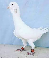 Mehmet Dal Adli Kullanicinin Middle East Pigeons Panosundaki Pin Kumes