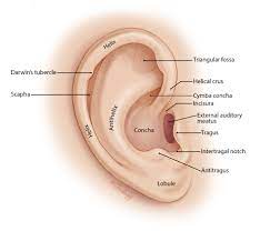 External ear anatomy (auricle or pinna) the outer ear auricle or external ear is composed of all of the parts of the ear outside the skull. External Ear Oto Surgery Atlas