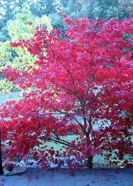 Maybe you would like to learn more about one of these? Japanese Maple Acer Palmatum Beni Hoshi Garden Org