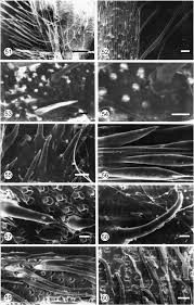 Image result for Brachyachne patentiflora