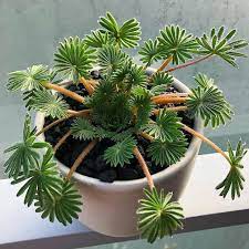 Terrific Images Cactus Plants Houseplant Style Succulents Plus Cacti Are The Ideal House Furnishings Regarding Minimalists A In 2021 Unusual Plants House Plants Plants