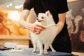 Here are 10 organizations that offer free or cheap and affordable vet care (includes places near you!) if you're wondering how can i find free vet clinics near me?, then you should check out the links below. 3 Best Yishun Pet Grooming Salons For Your Cute Cats And Dogs Near Me 2021
