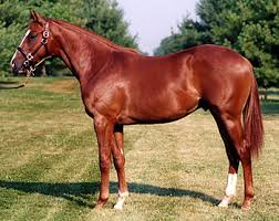 Categoria:raças de cavalos originárias da argentina (pt); The Polo Guide Horse Breeds Used For Polo