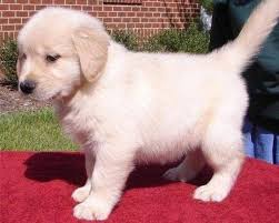 Golden retriever litter of puppies for sale in san jose, ca, usa we have 8 beautiful golden puppies (6 males and 2 females) ready for their forever homes!! Pure Akc Breed Golden Retriever Puppies Text At 217 471 7677 Danville Danville Ca 94506 Animal Pet