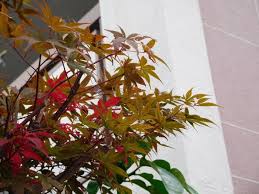 もみじみたいな葉っぱと青い花 季節の植物７