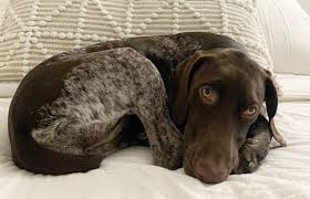 Redi turkio oaze, 2 years old. All You Need To Know About The Intelligent German Shorthaired Pointer K9 Web