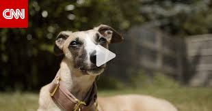 كلاب وقطط وزواحف وأسماك.. كيف تحافظ على سلامة حيواناتك الأليفة من حرارة فصل  الصيف؟ - CNN Arabic