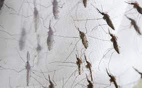 Entdecke plaga bei bound by metal. Es El Mosquito Una Plaga Dificil De Controlar