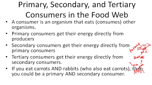 What is a tertiary consumer. Primary Secondary And Tertiary Consumers In The Food Web Youtube