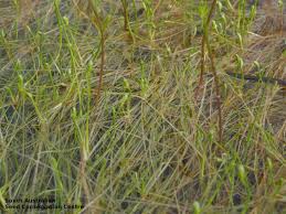 Image result for Isolepis fluitans