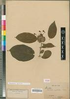 Image result for Clerodendrum poggei