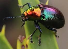 Image result for Platycoryne affinis