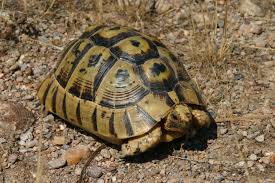 Mediterranean Spur Thighed Tortoise Testudo Graeca Graeca