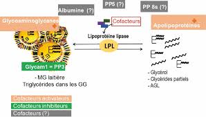 Aussi, la caféine augmente le métabolisme et stimule la libération d'acides gras libres, issus du déstockage des graisses : Le Point Sur La Lipolyse Du Lait De Vache Facteurs De Variation Et Mecanismes Biochimiques Inrae Productions Animales