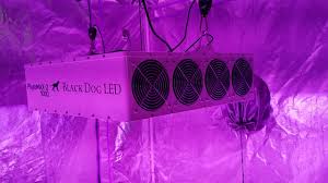 Check spelling or type a new query. Perfect Sun Led Vs Black Dog Led New Light And More By Grow Pot Cheaply