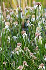 Image result for Rhynchospora gracillima