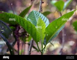 Image result for Tragia glabrata