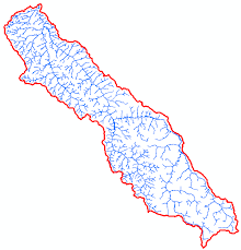 Image result for Rhytachne subgibbosa