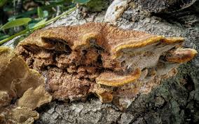 Image result for Phellinus gilvus