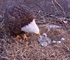 The second egg usually appears within 36 to 72 hours after the first. Pet Scoop Snow Covered Bald Eagle Eggs Hatch Rush Of Donations For Bruce Almighty